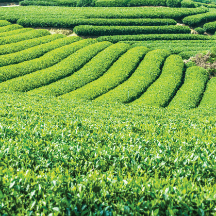 Fibre optic lines over lush green tea plantations in Kenya